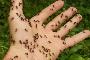 Ant Control - Image of ants on hand