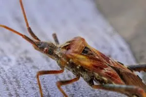 Bed Bug Control - Image of bed bug