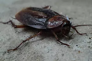 Cockroach Control - Image of cockroach
