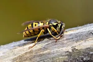 Wasp and Hornet Control - Image of hornet