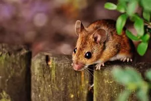 Mouse Control - Image of mouse